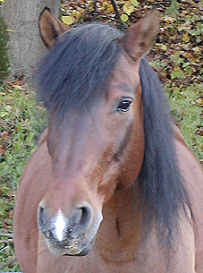 Bucanero (Bubi)