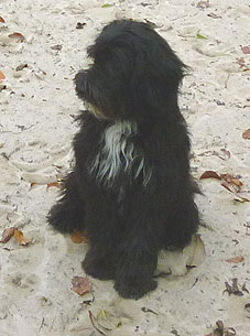 Hofhund Jacko