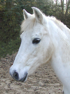 Lillyfee