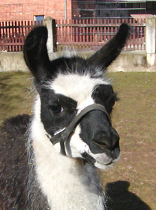 Salvatore