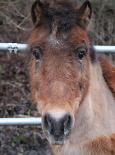 Winnetou